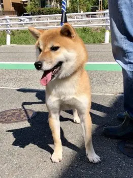 みや 様のお迎えした子犬