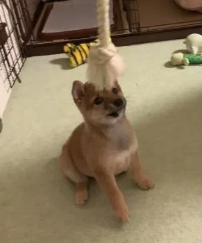 S.K 様のお迎えした子犬