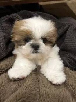 海ちゃん 様のお迎えした子犬