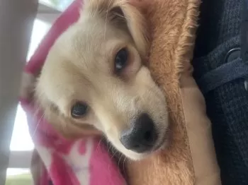 さくらのパパ 様のお迎えした子犬