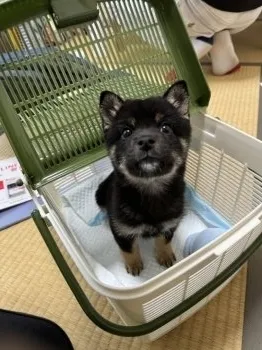 N 様のお迎えした子犬