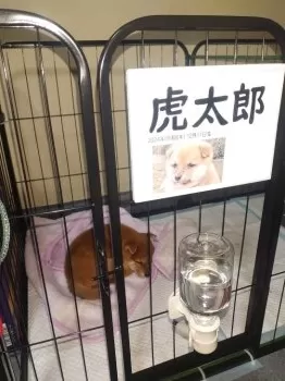 虎太郎 様のお迎えした子犬