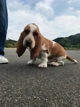 えいちゃん 様のお迎えした子犬