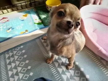 チャッピーママ 様のお迎えした子犬