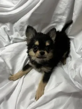 椛蓮ママ 様のお迎えした子犬