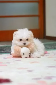 りか 様のお迎えした子犬