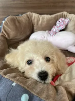 きいちゃん 様のお迎えした子犬