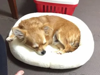 なか 様のお迎えした子犬