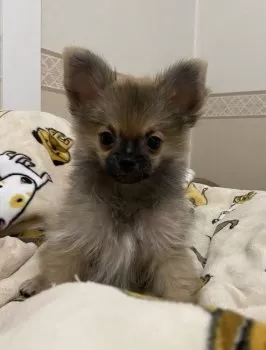 ゆこな 様のお迎えした子犬