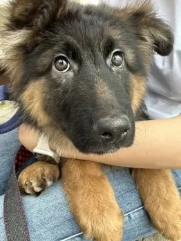 みさと 様のお迎えした子犬