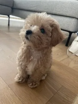 Mimi 様のお迎えした子犬