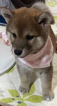 M.S 様のお迎えした子犬