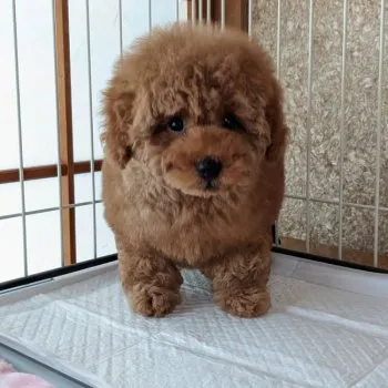 アイ 様のお迎えした子犬