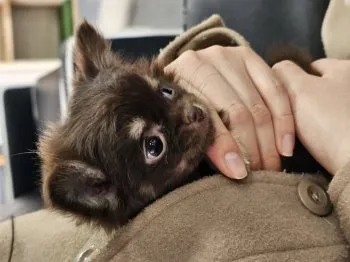 もち 様のお迎えした子犬