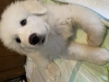 心ちゃんのお姉ちゃん 様のお迎えした子犬