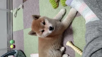 ななせ 様のお迎えした子犬