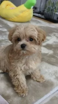 T.I 様のお迎えした子犬