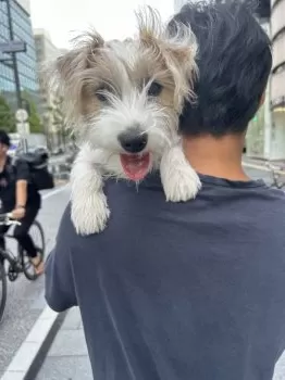 プティ 様のお迎えした子犬