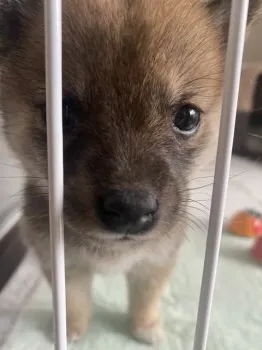 福ちゃん 様のお迎えした子犬