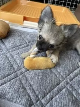 マルちゃん 様のお迎えした子犬