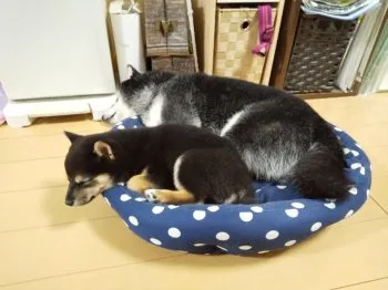 kuro柴男 様のお迎えした子犬