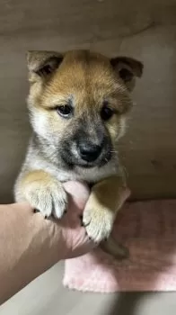 Y.H 様のお迎えした子犬