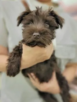kikkokumako 様のお迎えした子犬