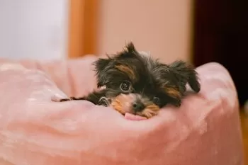 ムラホック 様のお迎えした子犬