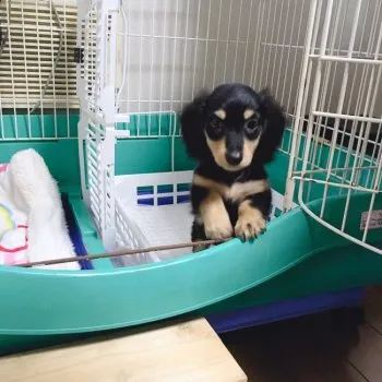 たま 様のお迎えした子犬