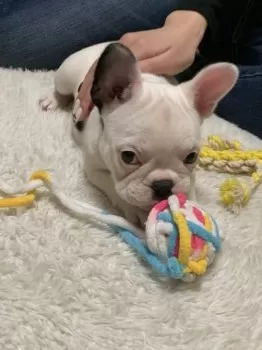 おたまちゃん 様のお迎えした子犬