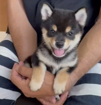 あやみん 様のお迎えした子犬