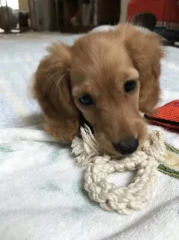 つぶさん 様のお迎えした子犬