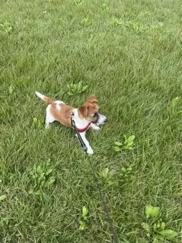 ki 様のお迎えした子犬