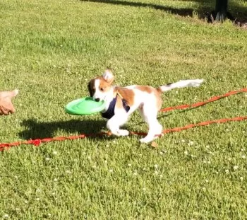 どりた 様のお迎えした子犬