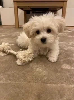 フック 様のお迎えした子犬