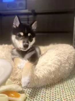 アリ 様のお迎えした子犬