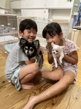 ペロちゃん 様のお迎えした子犬