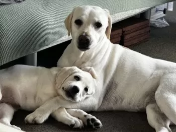 ヨシダヨシダ 様のお迎えした子犬