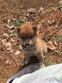 ゆゆゆ 様のお迎えした子犬