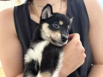 みお 様のお迎えした子犬