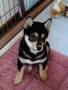 Leomama 様のお迎えした子犬