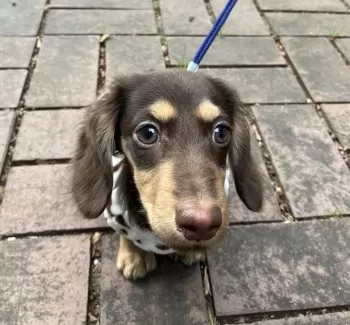 N.K 様のお迎えした子犬