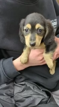 abbie 様のお迎えした子犬