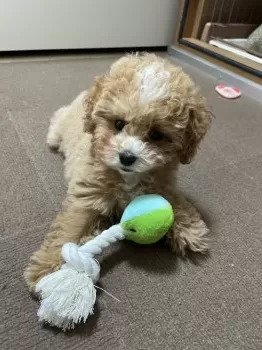 N.Y 様のお迎えした子犬