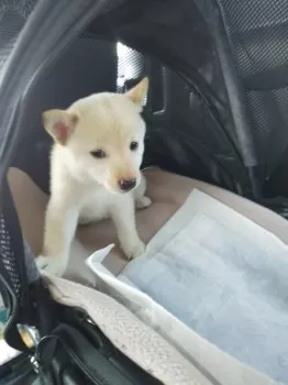 ナナ 様のお迎えした子犬