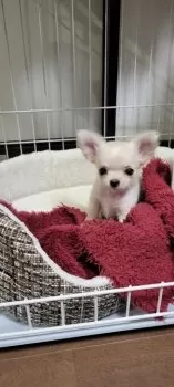 ちえさん 様のお迎えした子犬