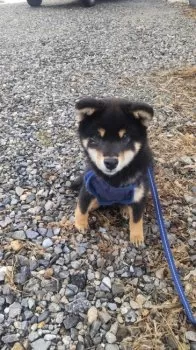 ちゃりん 様のお迎えした子犬