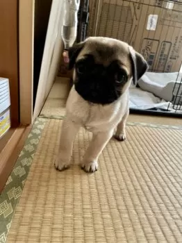 みんと 様のお迎えした子犬