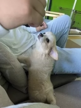 るぅ。 様のお迎えした子犬