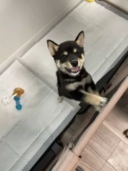 うら 様のお迎えした子犬